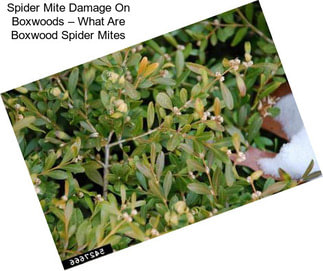 Spider Mite Damage On Boxwoods – What Are Boxwood Spider Mites