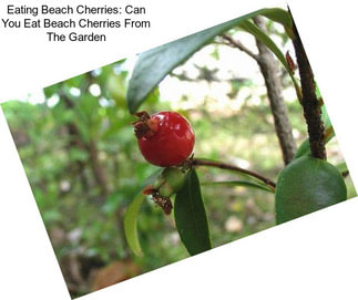 Eating Beach Cherries: Can You Eat Beach Cherries From The Garden