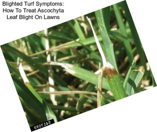 Blighted Turf Symptoms: How To Treat Ascochyta Leaf Blight On Lawns