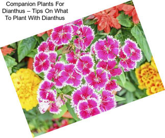 Companion Plants For Dianthus – Tips On What To Plant With Dianthus