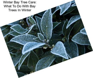 Winter Bay Tree Care: What To Do With Bay Trees In Winter
