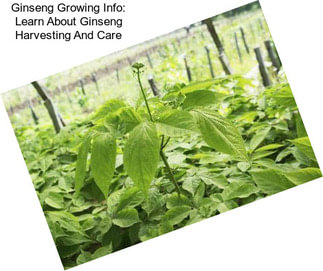 Ginseng Growing Info: Learn About Ginseng Harvesting And Care