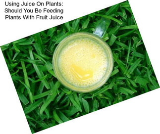 Using Juice On Plants: Should You Be Feeding Plants With Fruit Juice