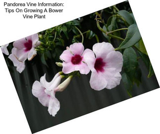 Pandorea Vine Information: Tips On Growing A Bower Vine Plant