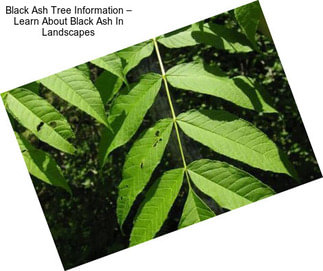 Black Ash Tree Information – Learn About Black Ash In Landscapes