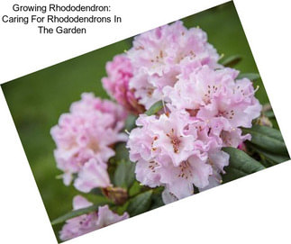 Growing Rhododendron: Caring For Rhododendrons In The Garden