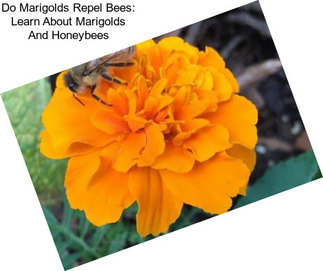 Do Marigolds Repel Bees: Learn About Marigolds And Honeybees