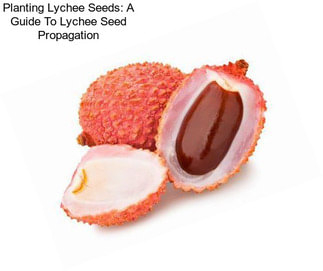 Planting Lychee Seeds: A Guide To Lychee Seed Propagation