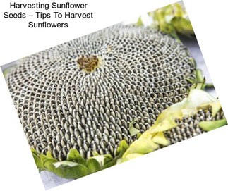 Harvesting Sunflower Seeds – Tips To Harvest Sunflowers