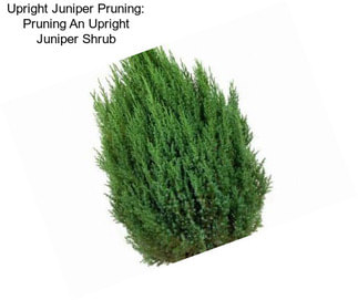 Upright Juniper Pruning: Pruning An Upright Juniper Shrub