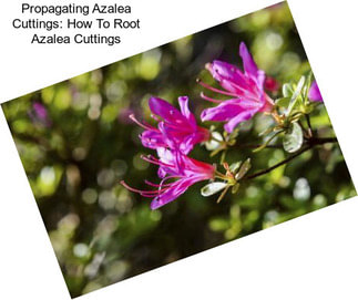 Propagating Azalea Cuttings: How To Root Azalea Cuttings