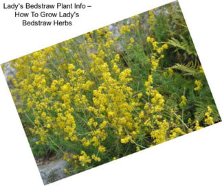 Lady\'s Bedstraw Plant Info – How To Grow Lady\'s Bedstraw Herbs
