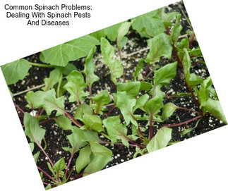 Common Spinach Problems: Dealing With Spinach Pests And Diseases