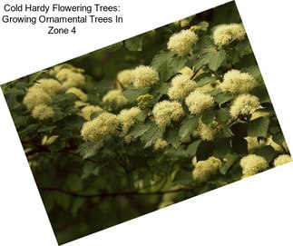 Cold Hardy Flowering Trees: Growing Ornamental Trees In Zone 4