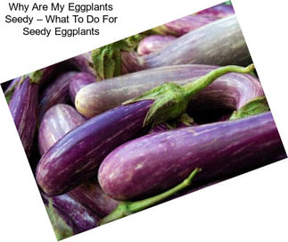 Why Are My Eggplants Seedy – What To Do For Seedy Eggplants