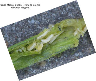 Onion Maggot Control – How To Get Rid Of Onion Maggots