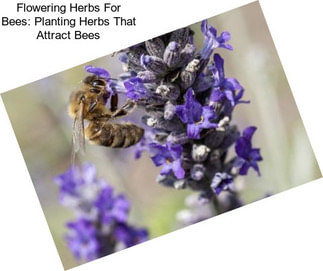 Flowering Herbs For Bees: Planting Herbs That Attract Bees