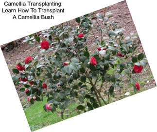 Camellia Transplanting: Learn How To Transplant A Camellia Bush