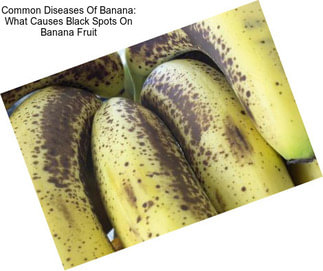 Common Diseases Of Banana: What Causes Black Spots On Banana Fruit