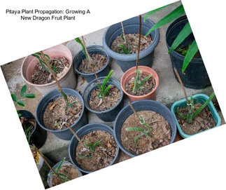 Pitaya Plant Propagation: Growing A New Dragon Fruit Plant