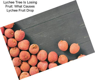 Lychee Tree Is Losing Fruit: What Causes Lychee Fruit Drop