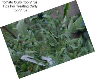 Tomato Curly Top Virus: Tips For Treating Curly Top Virus