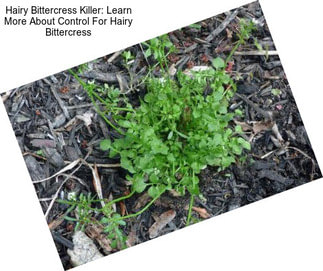 Hairy Bittercress Killer: Learn More About Control For Hairy Bittercress