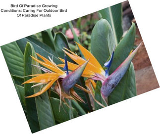 Bird Of Paradise Growing Conditions: Caring For Outdoor Bird Of Paradise Plants