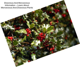 Dioecious And Monoecious Information – Learn About Monoecious And Dioecious Plants