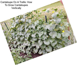 Cantaloupe On A Trellis: How To Grow Cantaloupes Vertically