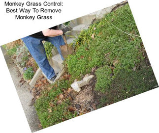 Monkey Grass Control: Best Way To Remove Monkey Grass