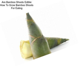 Are Bamboo Shoots Edible: How To Grow Bamboo Shoots For Eating
