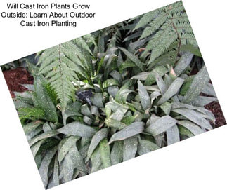 Will Cast Iron Plants Grow Outside: Learn About Outdoor Cast Iron Planting