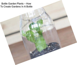 Bottle Garden Plants – How To Create Gardens In A Bottle