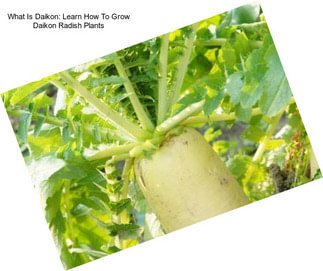 What Is Daikon: Learn How To Grow Daikon Radish Plants