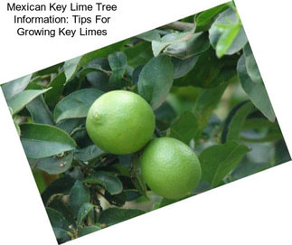 Mexican Key Lime Tree Information: Tips For Growing Key Limes