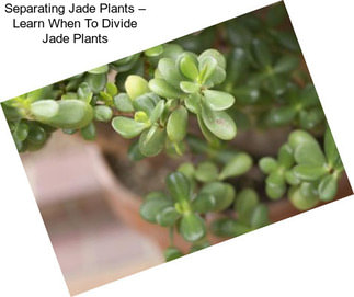 Separating Jade Plants – Learn When To Divide Jade Plants