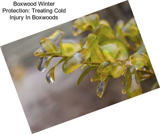 Boxwood Winter Protection: Treating Cold Injury In Boxwoods