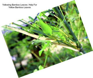 Yellowing Bamboo Leaves: Help For Yellow Bamboo Leaves