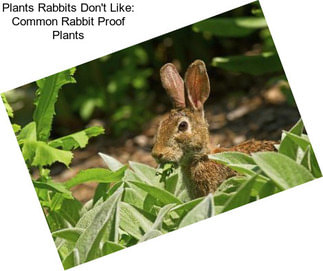 Plants Rabbits Don\'t Like: Common Rabbit Proof Plants