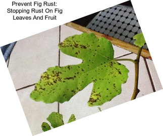 Prevent Fig Rust: Stopping Rust On Fig Leaves And Fruit