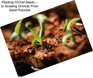 Planting Orchid Seeds – Is Growing Orchids From Seed Possible