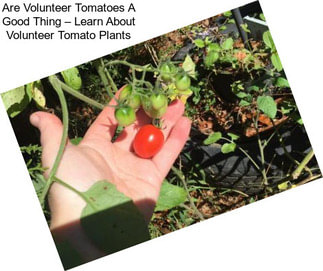 Are Volunteer Tomatoes A Good Thing – Learn About Volunteer Tomato Plants