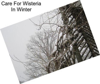 Care For Wisteria In Winter