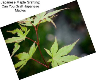 Japanese Maple Grafting: Can You Graft Japanese Maples