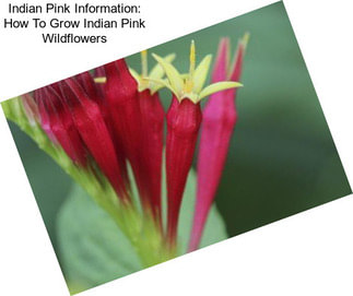 Indian Pink Information: How To Grow Indian Pink Wildflowers