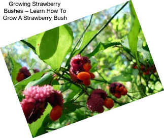 Growing Strawberry Bushes – Learn How To Grow A Strawberry Bush