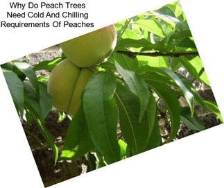 Why Do Peach Trees Need Cold And Chilling Requirements Of Peaches