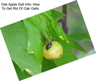 Oak Apple Gall Info: How To Get Rid Of Oak Galls