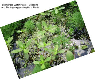 Submerged Water Plants – Choosing And Planting Oxygenating Pond Plants